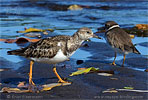 Ruddy Turnstone