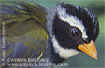 Orange-billed Sparrow