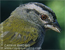 Green-backed Sparrow