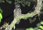 Stygian Owl in Guatemala