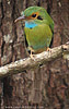 Blue-throated Motmot