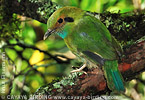 Blue-throated Motmot