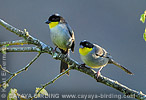 White-naped Brush-Finch