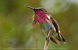 male Wine-throated Hummingbird