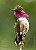 male Wine-throated Hummingbird