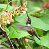 female Wine-throated Hummingbird