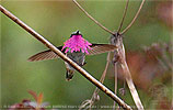 male Wine-throated Hummingbird in flight