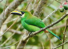 Emerald Toucanet