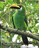 Emerald Toucanet