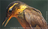 Buff-throated Foliage-gleaner