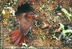 Ruddy Foliage-gleaner