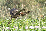 American Bittern 