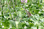 American Bittern 