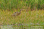 Pinnated Bittern 