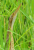 Pinnated Bittern 