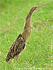 Pinnated Bittern 