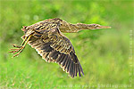 Pinnated Bittern 