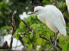 Cattle Egret