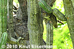 Great Horned Owl