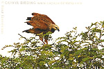 Black-collared Hawk