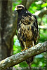 Common Black Hawk