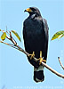 Common Black Hawk