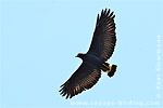 Common Black Hawk