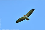 Light morph Short-tailed Hawk
