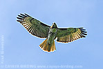 Red-tailed Hawk