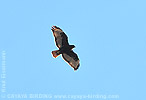 Dark morph Red-tailed Hawk