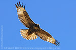 Juvenile Red-tailed Hawk