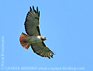 Light morph Red-tailed Hawk