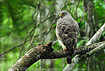 Roadside Hawk