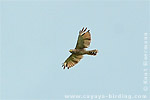 Roadside Hawk