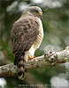 Roadside Hawk