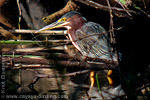 Green Heron