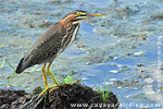 Green Heron