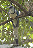 White-throated Magpie-Jay