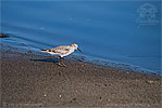 White-rumped Sandpiper