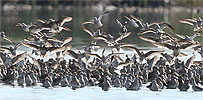 Stilt Sandpipers with Long-billed Dowitchers