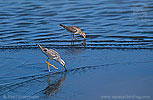 Stilt Sandpiper with Pectoral Sandpiper