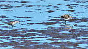 Western Sandpiper