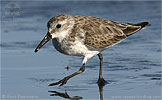 Western Sandpiper