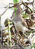 Pectoral Sandpiper