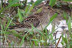 Pectoral Sandpiper