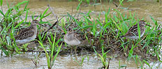 Pectoral Sandpiper