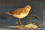 Least Sandpiper