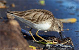 Least Sandpiper