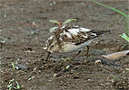 leucistic Least Sandpiper