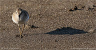 Least Sandpiper